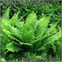 Matteucia struthiopteris - Pióropusznik strusi