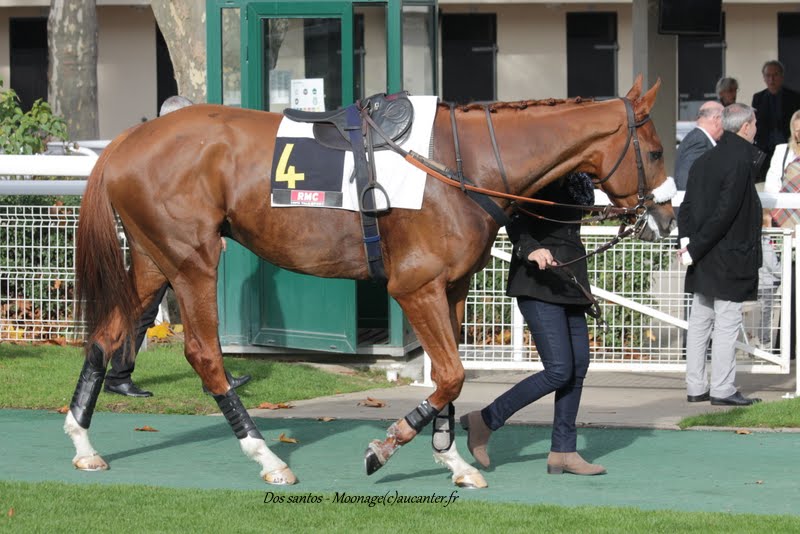 Photos Auteuil 8-11-2015 (48h de l'obstacle) IMG_6827