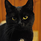 120415_gatti