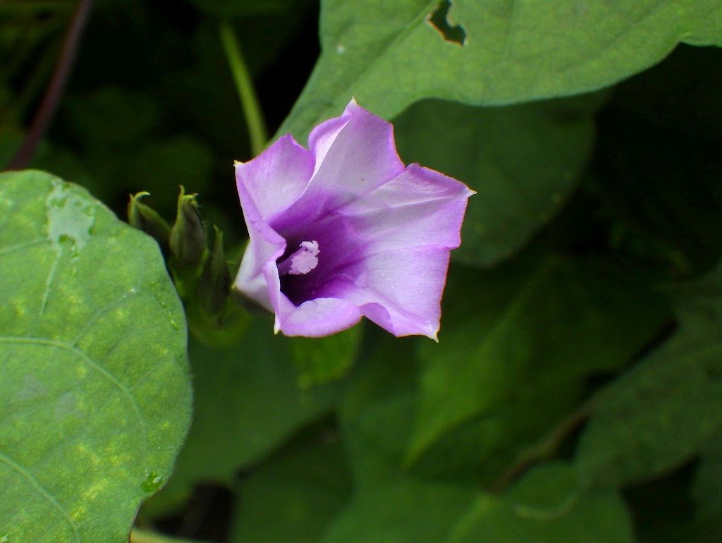 ホシアサガオ Ipomoea Triloba マメアサガオとの比較 Familiar Flowers 2