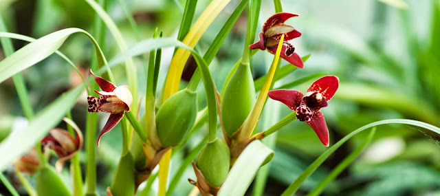 Maxillariella (Maxillaria) tenuifolia _DSC0011