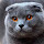 Scottish Fold - New Tab in HD