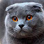 Scottish Fold - New Tab in HD