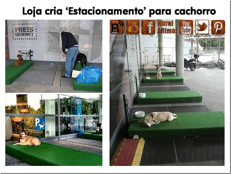 estacionamento-cachorro