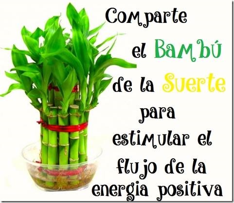 suerte suerte