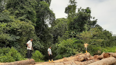 Komunitas Pijay Gleeh, Apresiasi Polda Aceh Dalam Membasmi Illegal Logging