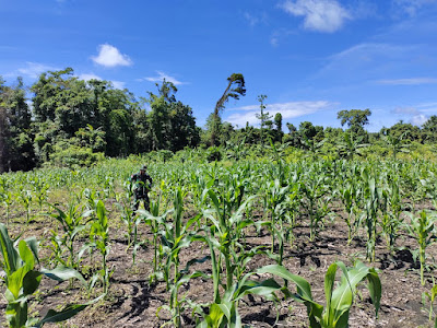 Sukseskan Ketahanan Pangan, Kodim 1715/Yahukimo Dampingi Petani Jagung