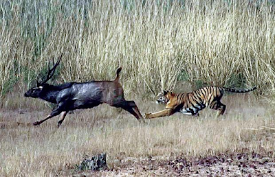 Royal Bengal Tiger