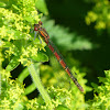 Large Red Damselfly