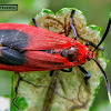 Diurnal Leaf Skeletonizing Moth.