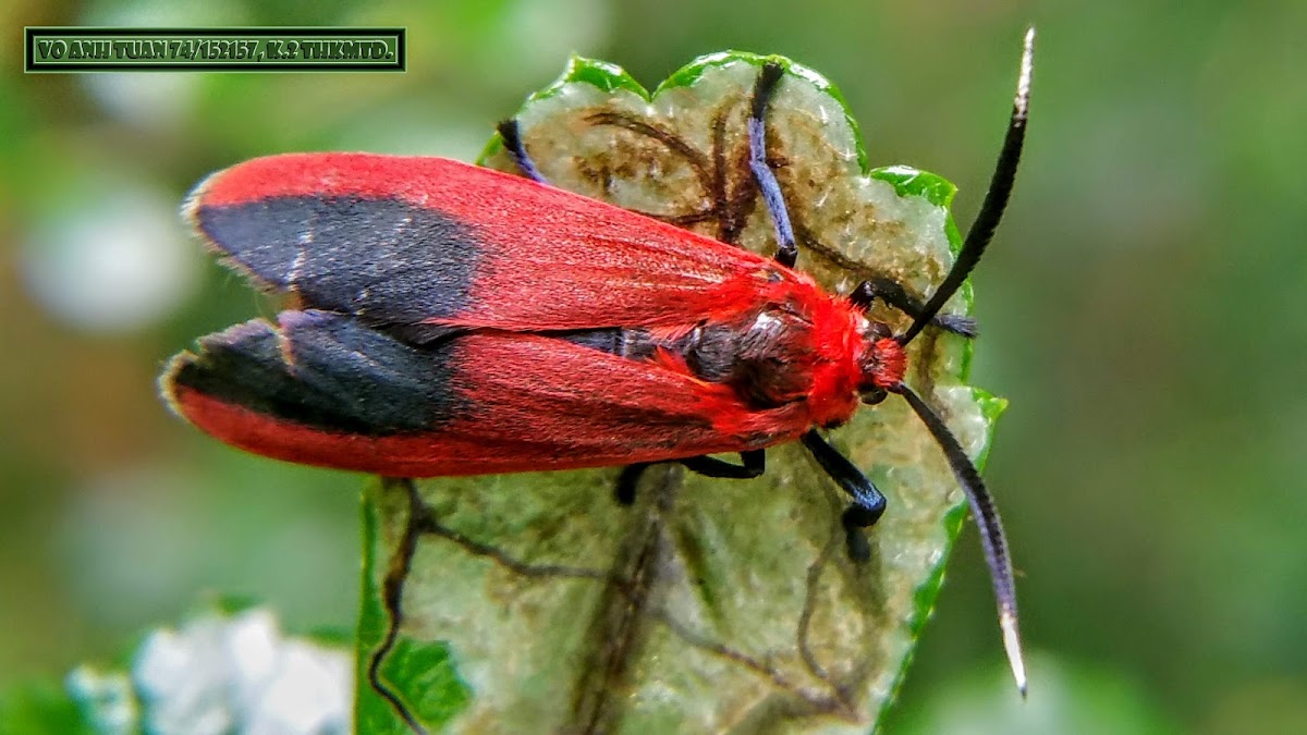 Diurnal Leaf Skeletonizing Moth.