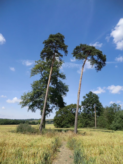 CIMG2319 Pine trees in a field near Hollingbourne