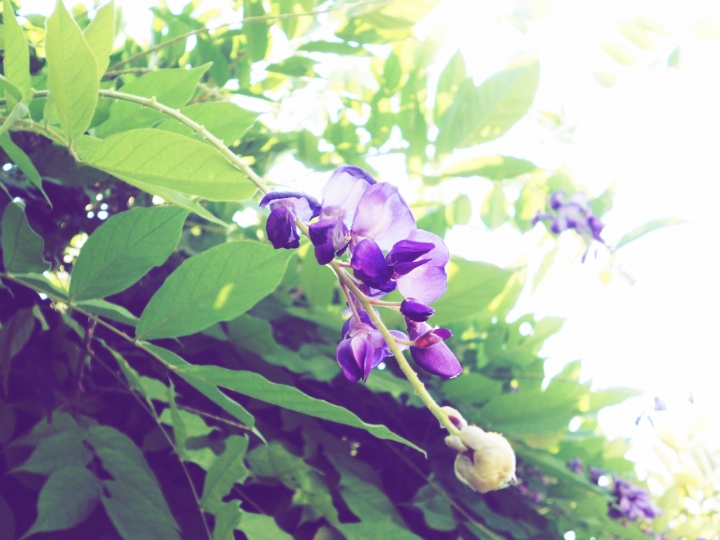 Violet flower di Robs