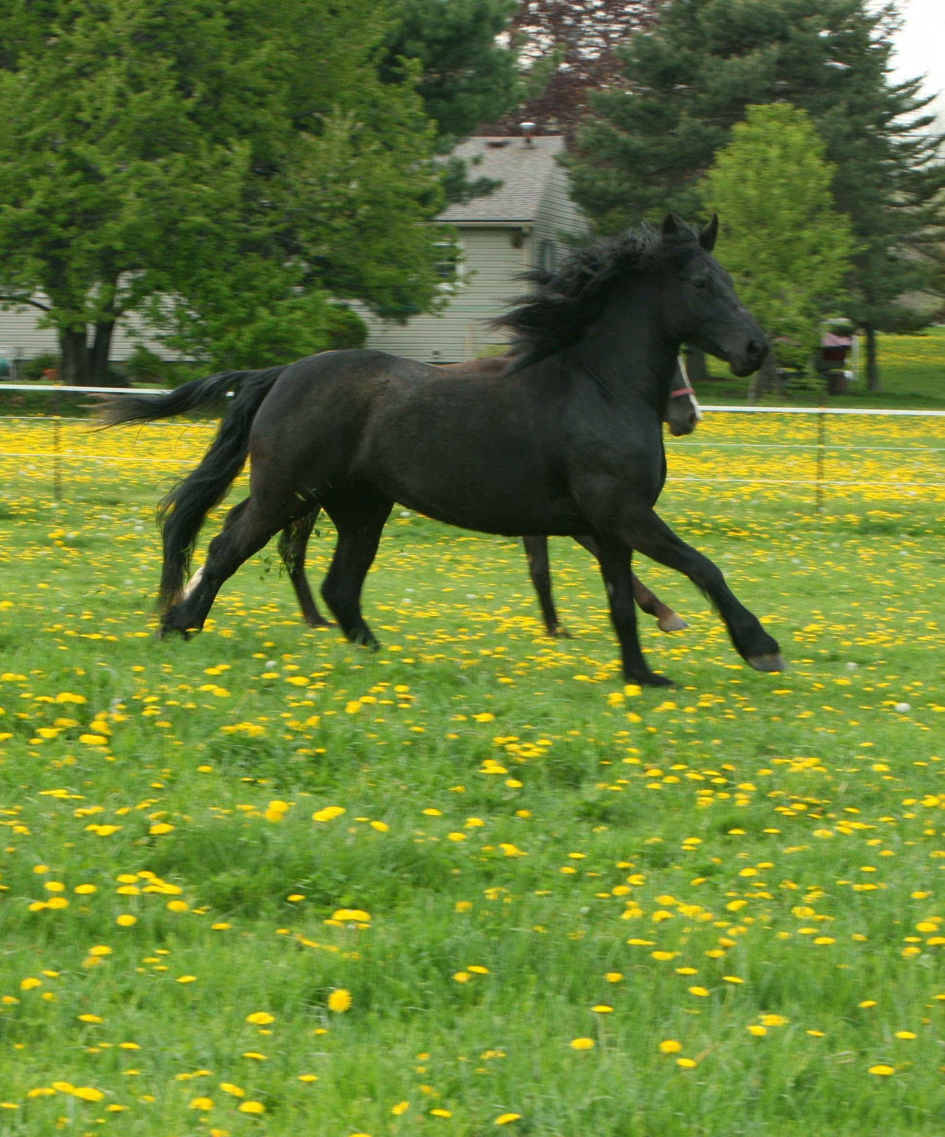 Aurora LaBella Luna Dutch Hollow Breeding Moriesian Sport Horses 