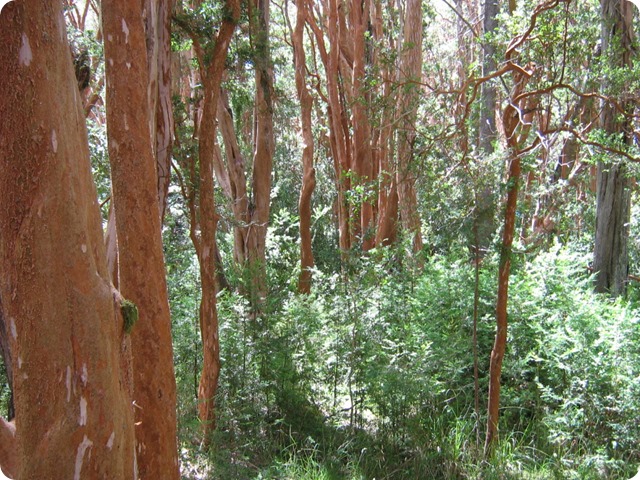 Parque_Nacional_Los_Arrayanes