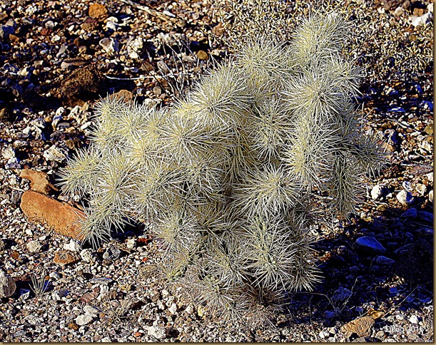 Cholla Cactus