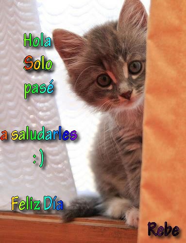 Va de gatos Solo%2520un%2520saludito