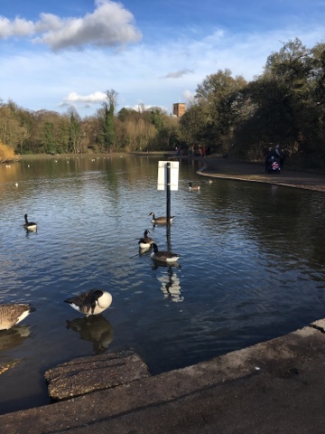 Come Outside - Someplace Strange Duck Pond
