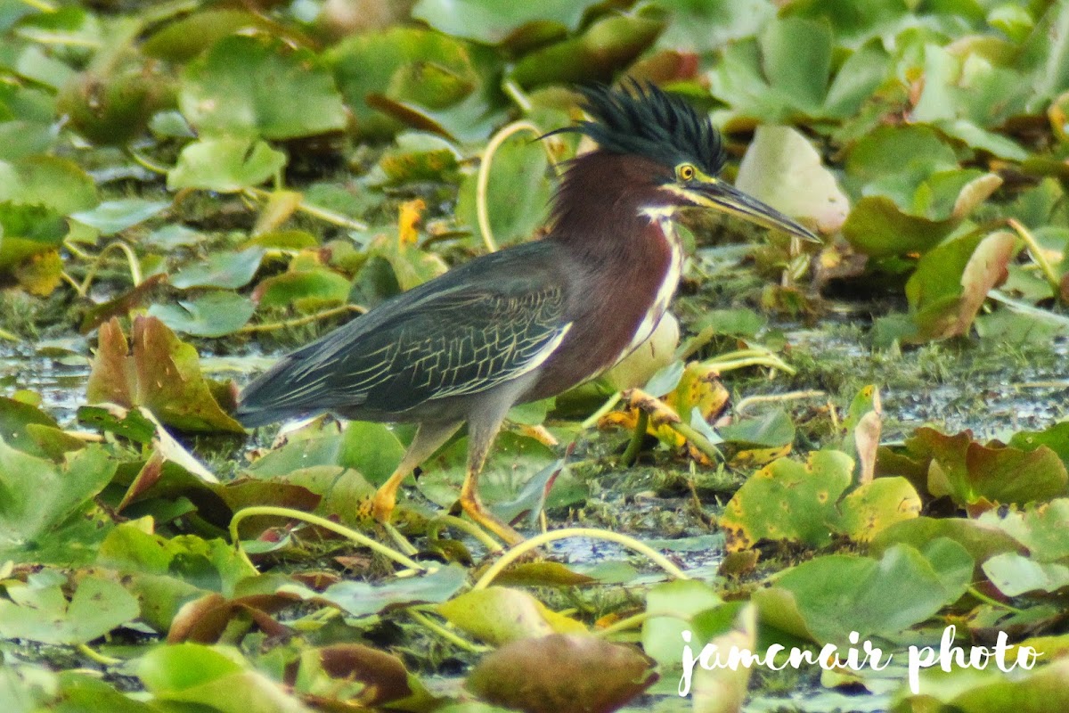 Green Heron