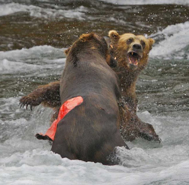 Urso pardo vs Urso polar - Página 2 2