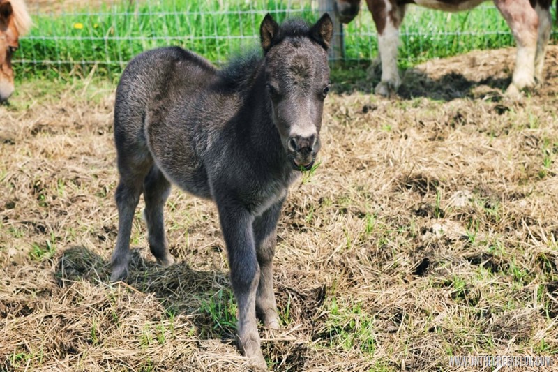 Sergio the baby pony