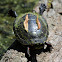 Painted Turtle