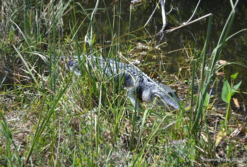 Lurking in the grass