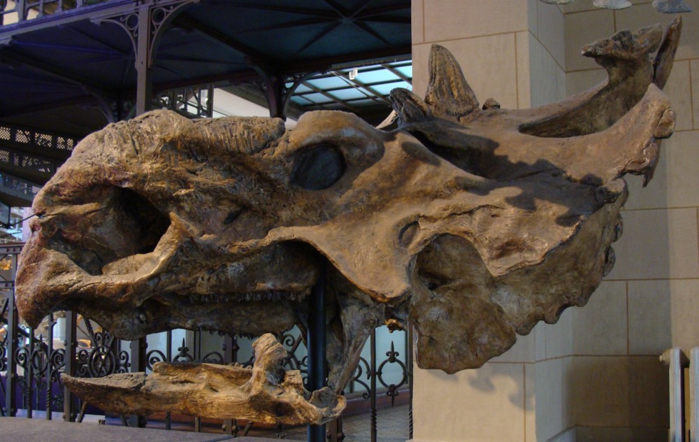 파일:external/upload.wikimedia.org/Pachyrhinosaurus_skull.jpg