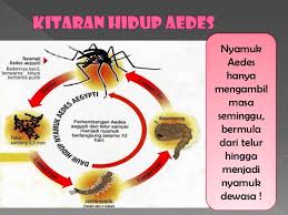 HannahRayyan Shoppe : DEMAM DENGGI : PEMBUNUH SENYAP JIKA 