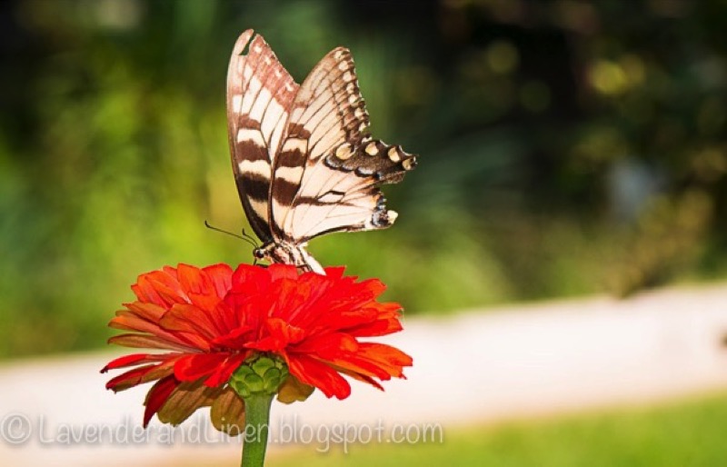 Butterfly on Zennia