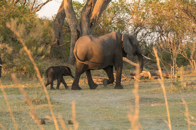 Botswana et Zimbabwe en octobre BotsZim_Oct2015_032