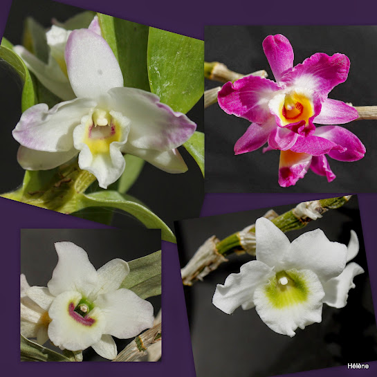 patchwork de Dendrobium nobile  Photo%2Bessai%2B20143