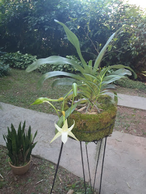 Angraecum sesquipedale P8151227