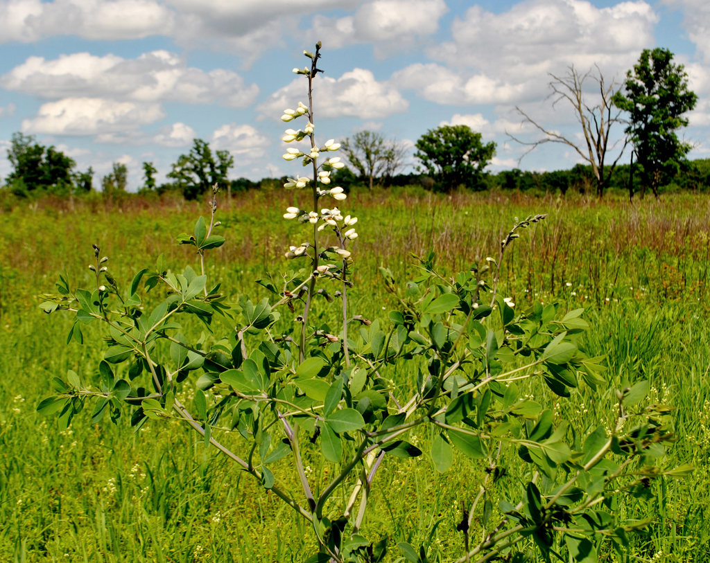 White Wild Indigo