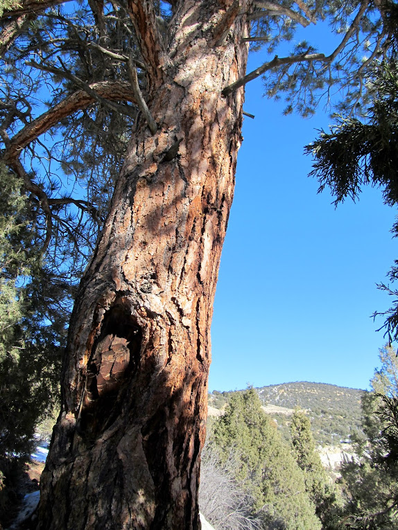 Blazed, or peeled, ponderosa pine tree at a junction of the Fish Lake Cutoff of the Old Spanish Trail