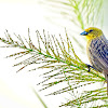 Canário-rasteiro (Stripe-tailed Yellow-Finch)