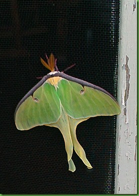 Luna Moth