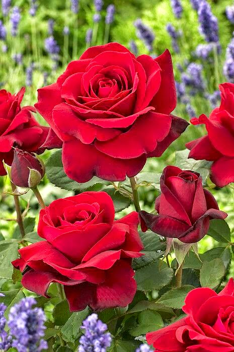 Things I Love About Beautiful Red Roses