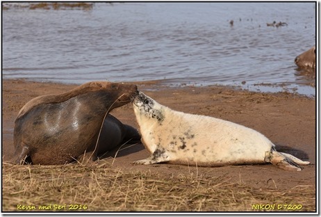 Donna Nook - November