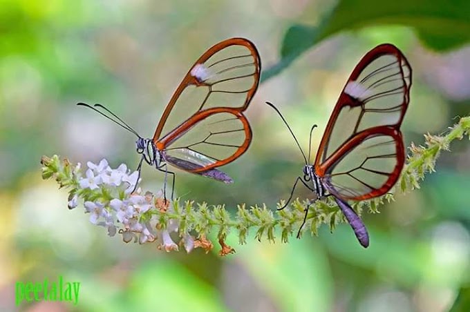 أبو دقيق زجاجي الأجنحة. Glasswing butterfly (Greta oto)