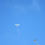 Kites in the air