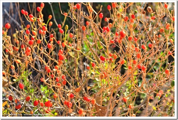 151230_Tucson_Tohono-Chul-Park_0030_Capsicum-annum-Ochoa