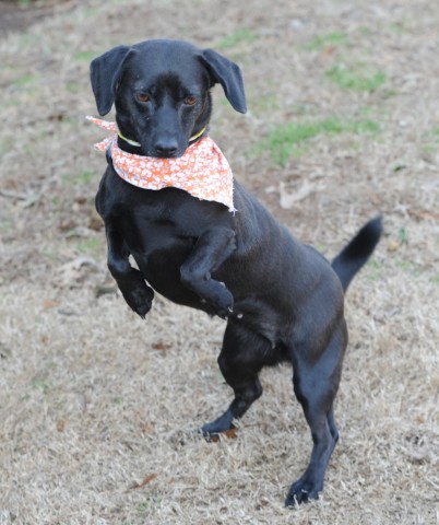 dog-training photo:dog training schools 