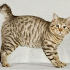 lindos gatos American Bobtail