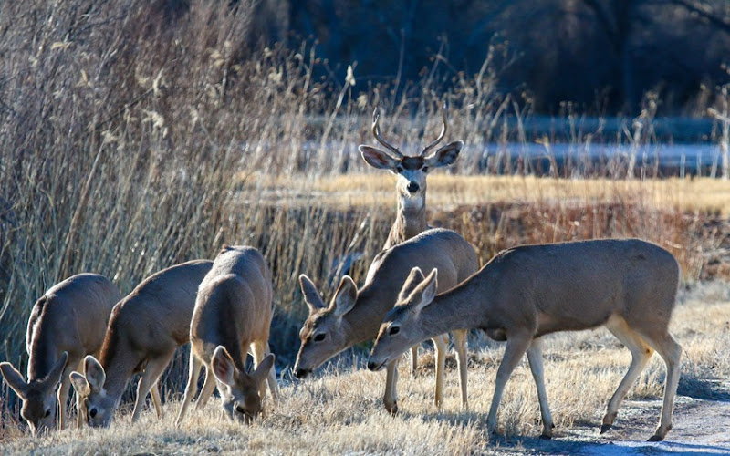 Mule deer male with females IMG_9279