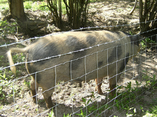 1006160023 Farmyard pig, Trugger's Farm