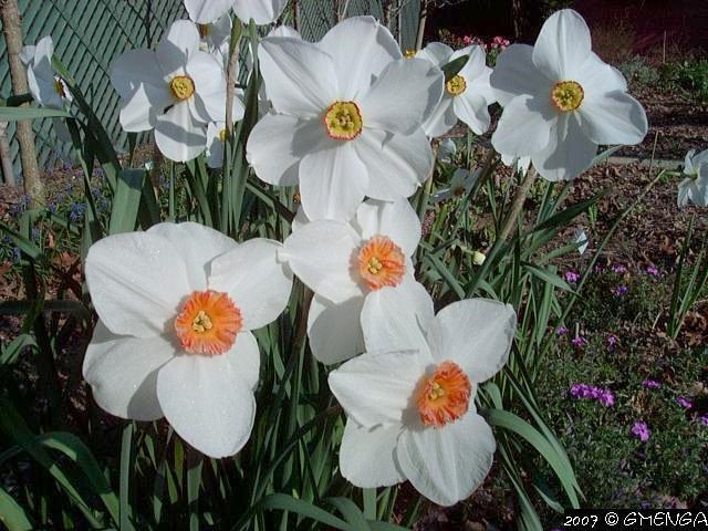 Narcissus poèticus(Narcisse des poètes)