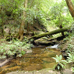 Wallis Creek on The Great North Walk (360020)