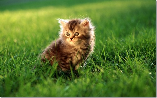 1123cute-cats-wallpapers-background-4