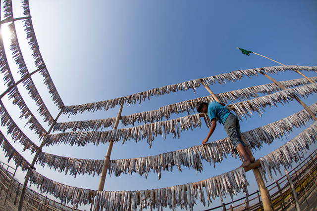 Fish drying on racks in a Bangladesh village. Photo: Zakir Hossain / FAO